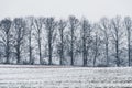 Frosty tree line in winter