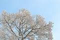 Frosty tree over clear blue sky