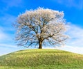 Frosty tree