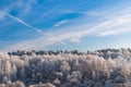 Frosty Trees in the Forest under Blue Sky Royalty Free Stock Photo