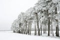 Frosty trees in a row in snow covered fields