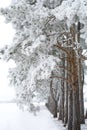 Frosty trees in a row in snow covered fields