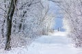 Frosty trees Royalty Free Stock Photo