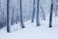 Frosty trees winter landscape