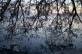 Frosty Twilight Tree: Symphony at Sunset