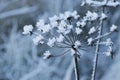 Frosty umbellifer flower