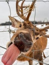 Frosty Whimsy: Winter\'s Tongue-Wagging Deer