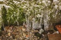 Frosty white icicles hanging from a rocky overhang micro-cave environment, moss and red stone