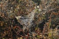 Frosty white spiderweb on plants in early morning in the fields of Lithuania