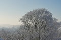 Frosty winter background Royalty Free Stock Photo