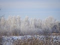 Frosty winter day - birch forest in winter, all trees in hoarfrost