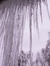 On a frosty winter day, large beautiful icicles hang from the snow-covered roof of the house. Snow on the roof.