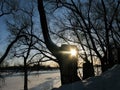 Frosty winter day in the park, the sun shines through the hollow in the tree Royalty Free Stock Photo