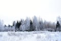 On a frosty winter day, the tree branches are decorated with fluffy flakes of white snow and the branches are covered with Royalty Free Stock Photo