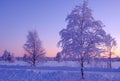 Frosty winter evening in Lapland beyond of Polar circle. Trees and moon on colorful sunset background