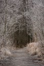 frosty winter forest with a boardwalk leading deep into it. A tunnel of branches. The branches, grass, and path are covered with Royalty Free Stock Photo