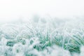 Frosty winter garden macro. Cold weather background concept. Frozen grass on the meadow with copy space Royalty Free Stock Photo