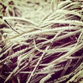 Frosty winter grass background