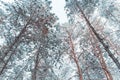 Frosty winter landscape in snowy forest. Pine branches covered with snow in cold weather. Christmas background with fir trees Royalty Free Stock Photo