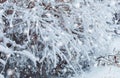 Frosty winter landscape in snowy forest. Pine branches covered with snow in cold weather. Christmas background with fir trees Royalty Free Stock Photo