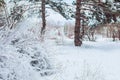 Frosty winter landscape in snowy forest. Pine branches covered with snow in cold winter weather. Royalty Free Stock Photo