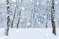 Frosty winter landscape in snowy forest. Pine branches covered with snow in cold winter weather.