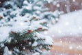 Frosty winter landscape in snowy forest. Pine branches covered with snow in cold winter weather. Royalty Free Stock Photo