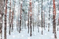 Frosty winter landscape in snowy forest. Pine branches covered with snow in cold winter weather. Christmas background with fir Royalty Free Stock Photo