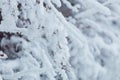 Frosty winter landscape in snowy forest. Pine branches covered with snow in cold winter weather. Christmas background with fir Royalty Free Stock Photo