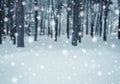 Frosty winter landscape in snowy forest. Pine branches covered with snow in cold winter weather.