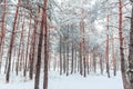 Frosty winter landscape in snowy forest. Pine branches covered with snow in cold winter weather. Royalty Free Stock Photo