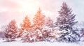 Frosty winter landscape in snowy forest. Pine branches covered with snow in cold winter weather. Royalty Free Stock Photo