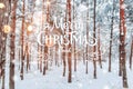 Frosty winter landscape in snowy forest. Xmas background with fir trees and blurred background of winter with text Royalty Free Stock Photo