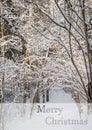 Frosty winter landscape in snowy forest. Xmas background with fir trees and blurred background of winter with text Merry Christmas Royalty Free Stock Photo
