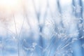 frosty winter landscape with trees and grasses in the background