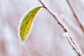 Frosty winter leaves abstract Royalty Free Stock Photo