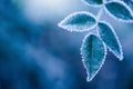 Frosty winter leaves - abstract Royalty Free Stock Photo