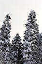 A frosty winter morning in a mountainous area frozen nature and trees in a snow captivity. Royalty Free Stock Photo