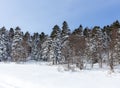 A frosty winter morning in a mountainous area frozen nature and trees in a snow captivity. Royalty Free Stock Photo