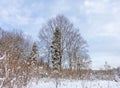 A frosty winter morning in a mountainous area frozen nature and trees in a snow captivity. Royalty Free Stock Photo