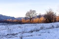 Frosty winter morning in nature, warm morning light on the background of snow, shrubs and trees in patterns of frost.