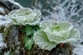 Frosty Winter Morning Revealing Delicate Ice Crystals on Lush Green Cabbage Leaves in a Serene Forest