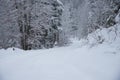 Snow covered trees in the winter forest Royalty Free Stock Photo