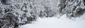 Snow covered trees in the winter forest Royalty Free Stock Photo