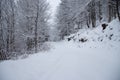 Snow covered trees in the winter forest Royalty Free Stock Photo