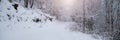 Snow covered trees in the winter forest Royalty Free Stock Photo