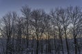 Frosty winter morning with snowy woods at dawn Royalty Free Stock Photo