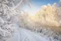 Frosty winter scene. Winter landscape in morning frost. White hoarfrost on plants and branches of trees. Christmas background. Royalty Free Stock Photo