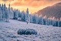 Frosty winter sunrise in abandoned Carpathian village with snow covered fir trees. Royalty Free Stock Photo