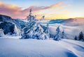 Frosty winter sunrise in Carpathian mountains with snow covered fir trees. Impressive morning scene of mountains hills covered by Royalty Free Stock Photo